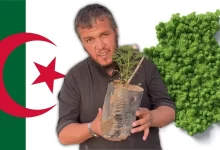 فؤاد معلى