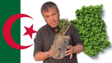 فؤاد معلى